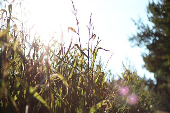 t-strobe-sunshine-web
